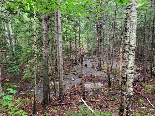 A wash of gravel in the woods