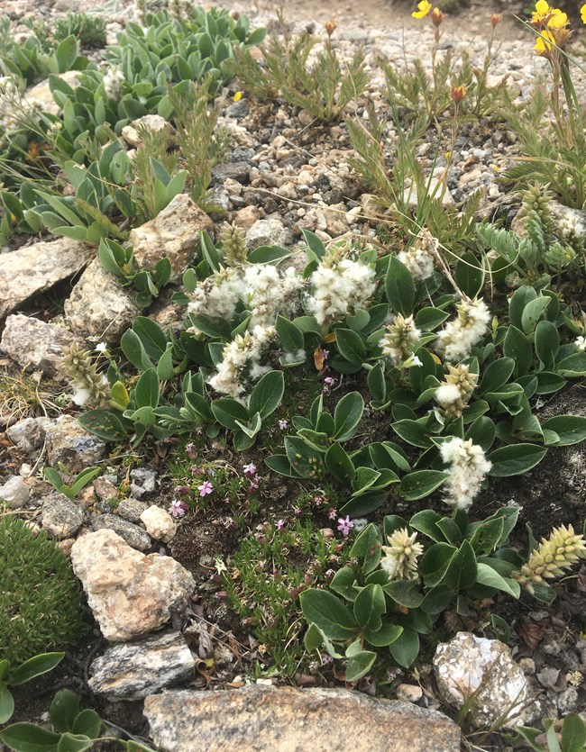 seeding willow ground cover short willow with white seed fluff grown amid wildflowers.