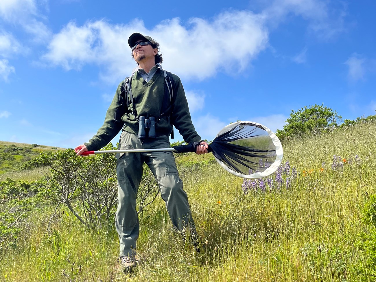 Mission blue translocation day Person in sunglasses and NPS uniform surveys a grassy hillside, butterfly net in hand.