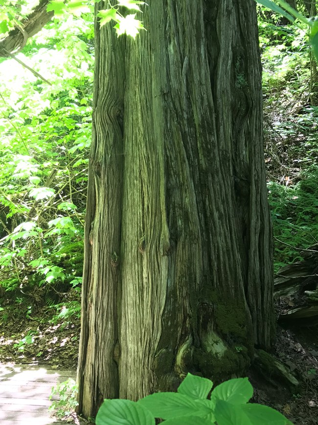 Vertical stripes of green and dark brown make up a gnarled tree trunk, surrounded by various bright green leaves of various shapes and sizes.