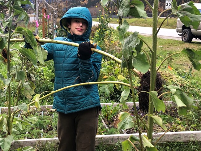 A young child uproots a plant from a home garden.