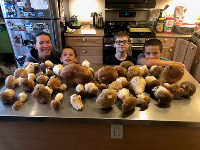 Kitchen island covered with wild mushrooms with a mother and three sons looking at them.