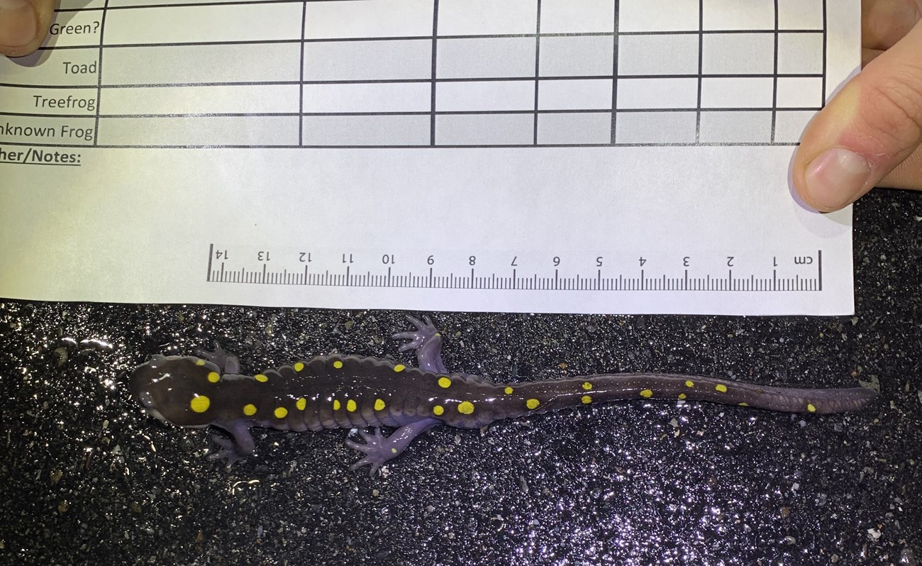 A paper measure held up next to a dark gray salamander that has bright yellow spots, showing it is about 15cm long.