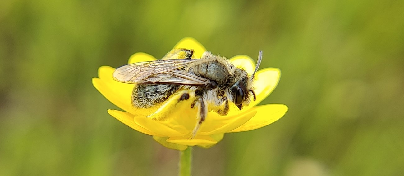 Extreme close up shot of a bee on a yellow flower, with pollen on its legs and wings folded back
