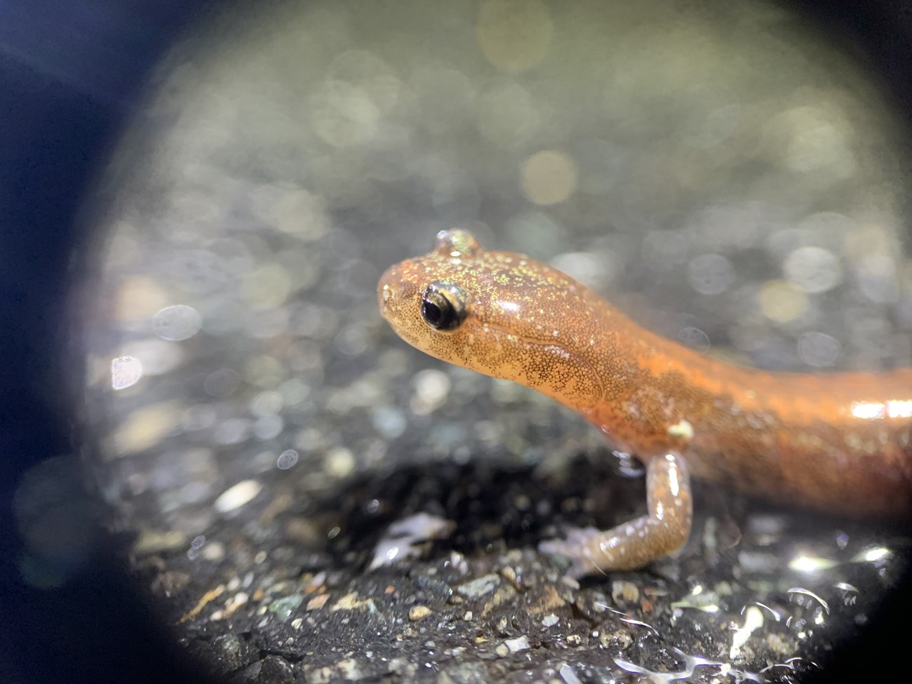 A macro image of a salamander with speckled gold skin