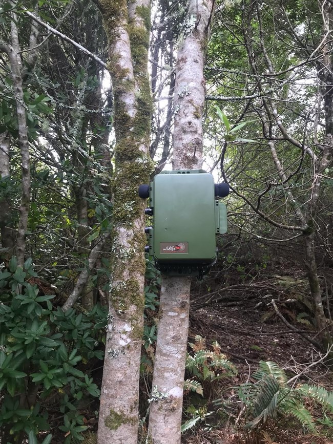 Green box with microphones on either side, fixed to the trunk of a small tree.