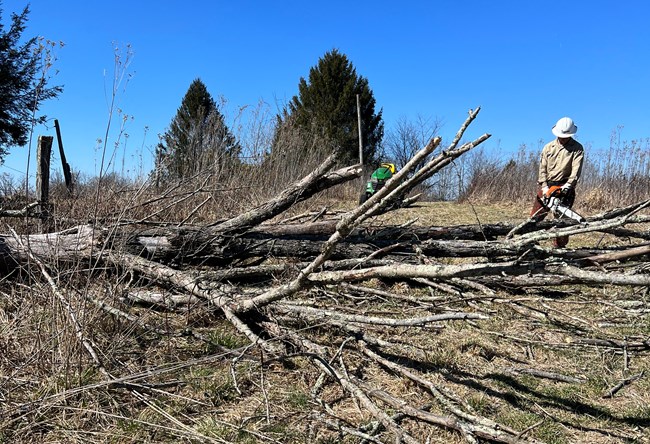 Veterans Fire Crew clearing fuel breaks for prescribed fires. A firefighter with a chainsaw cuts a downed tree