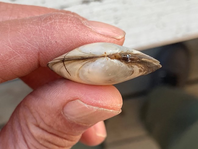 Clam shell Fingers holding a small, intact clam shell.