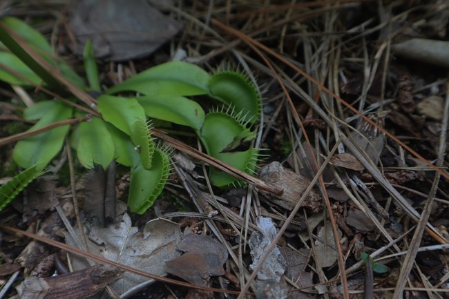 Venus Fly Traps