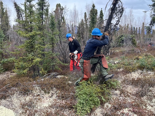 A man in protective gear carries a downed tree away while a woman in protective gear holds a chainsaw