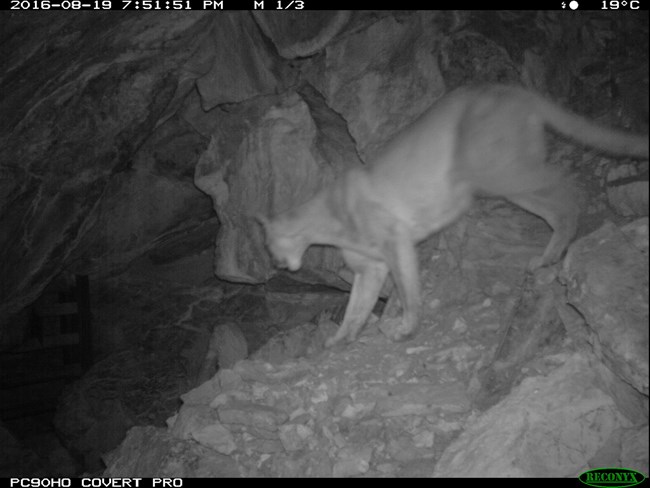 A mountain lion heading into a cave entrance from a trail camera image.