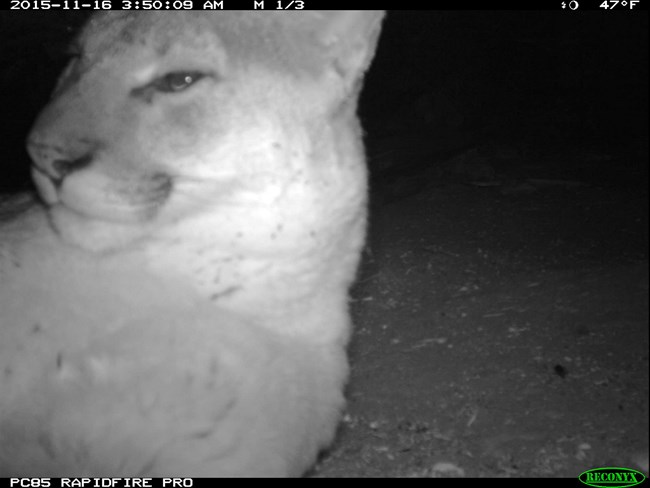 A closeup image of a mountain lion's face taken with a trail camera.