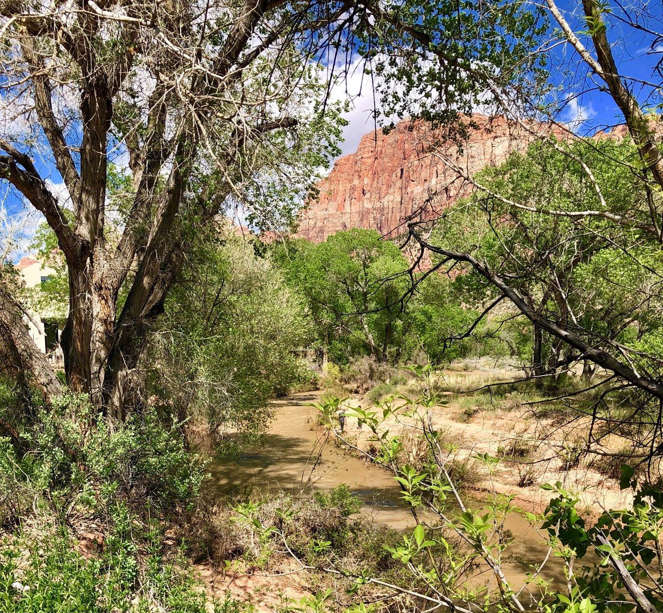 Virgin River near Zion The Virgin River against the border of Zion National Park