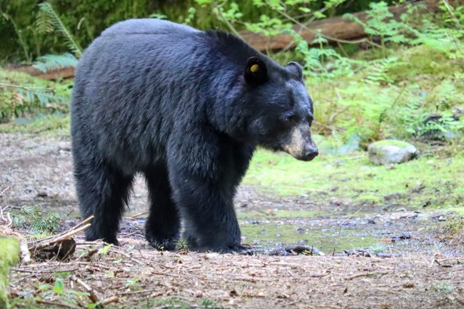 A black bear with a yellow tag in its ear.