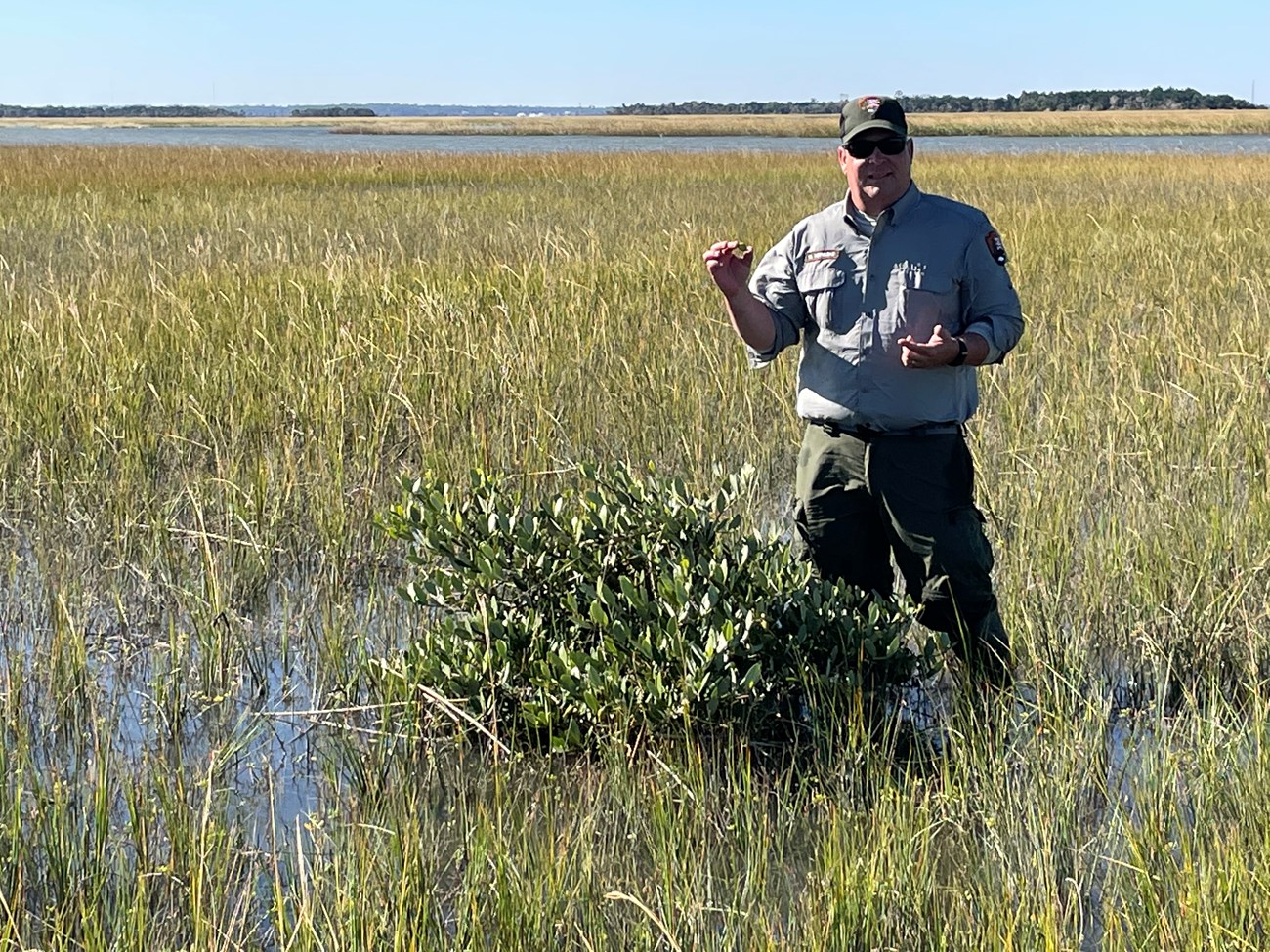 Aman standing in a in salt marsh with a small mangrove tree. He is wearing a Park Service uniform and holding a propagule.
