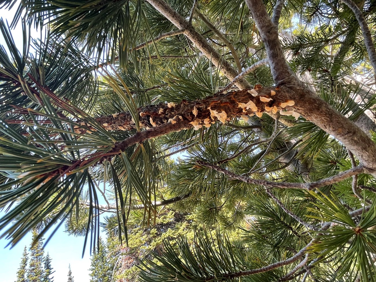 Yellowish blisters erupt from the bark of a pine tree branch.