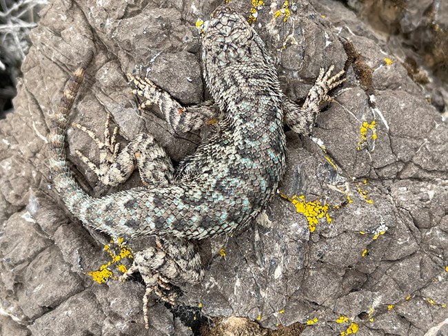 A Western Fence Lizard basking on limestone with lichens on a cool day.