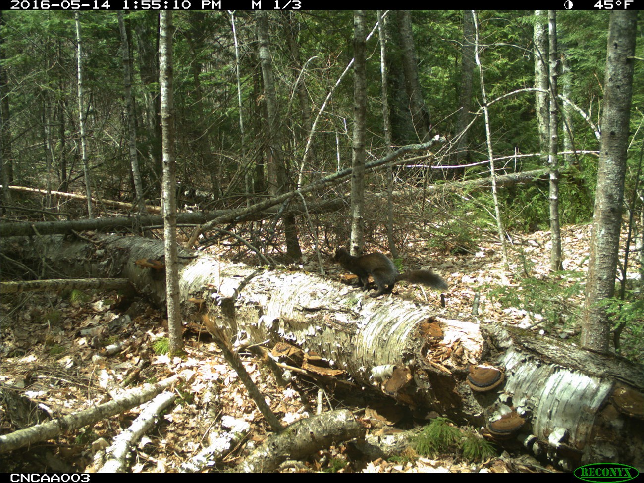 Remote camera image of American marten on a dead birch tree