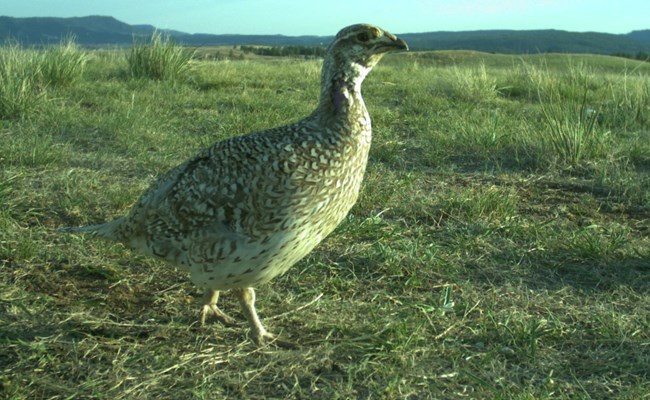 a brown and white scaled chicken like bird with yellow eyebrows and a purple neck patch in the prairie