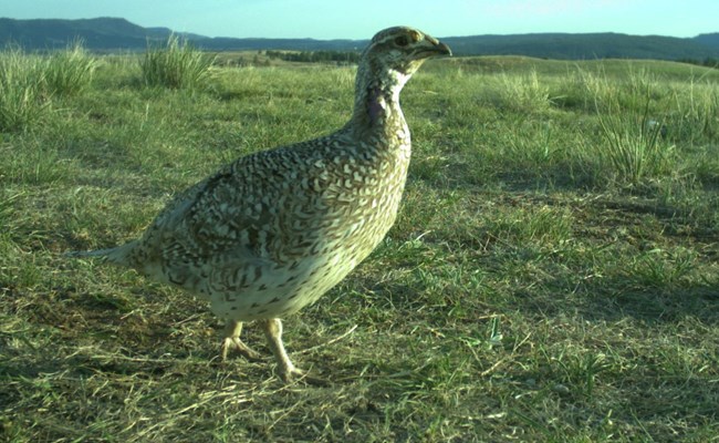 Sharp-tailed grouse a brown and white scaled chicken like bird with yellow eyebrows and a purple neck patch in the prairie