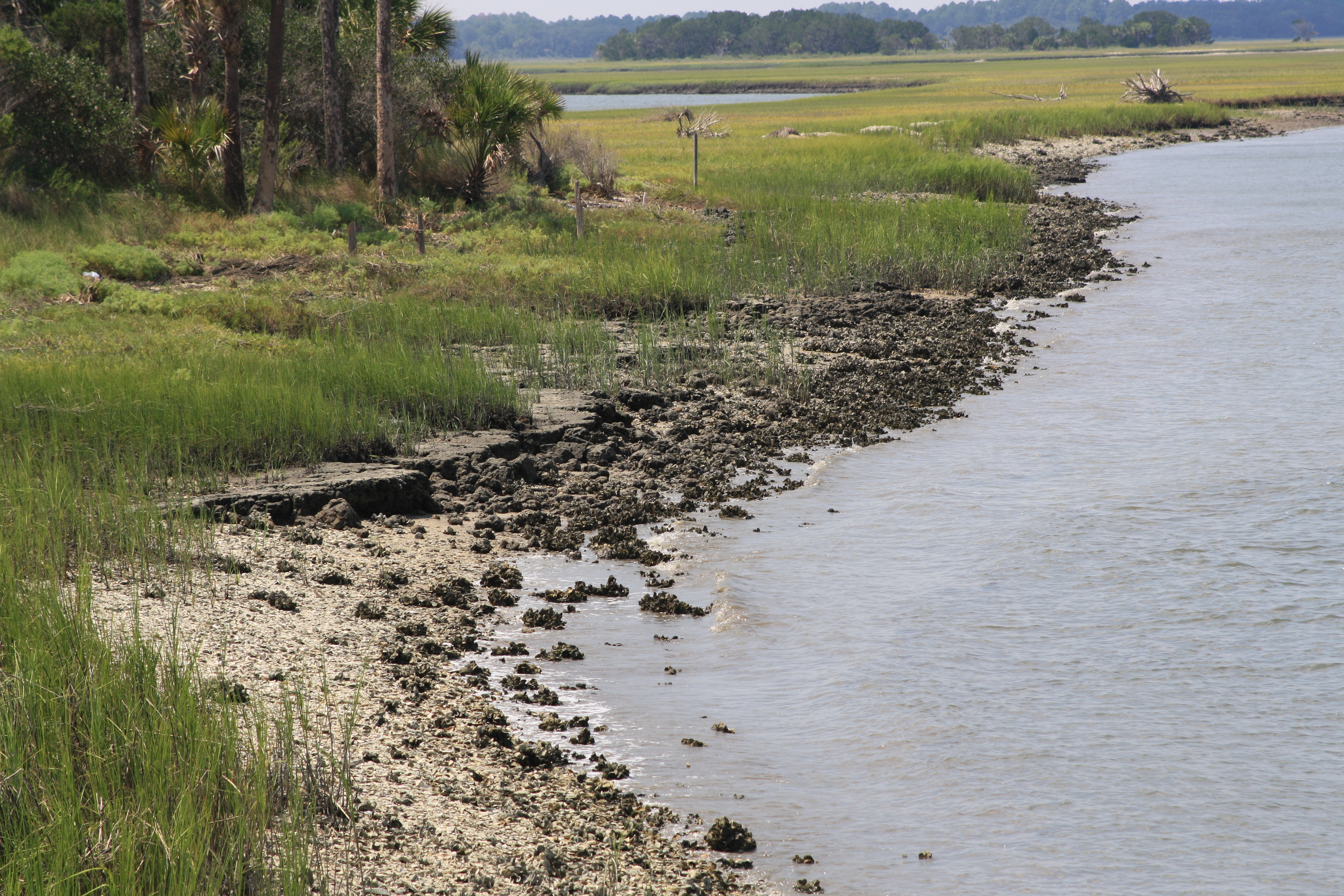 a marshy riverside with oyster beds