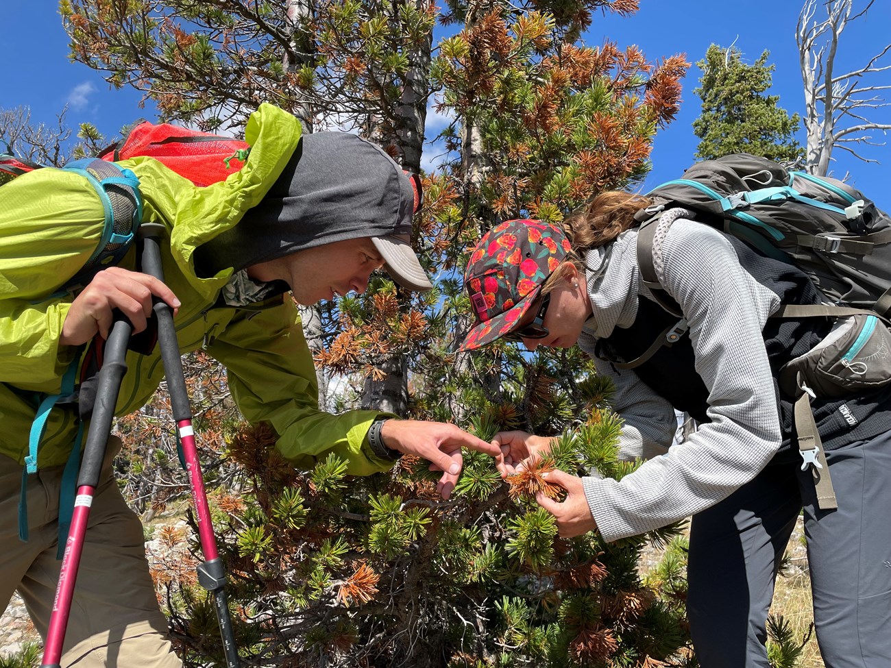 Two people inspect a clump of dead needles on a young whitebark pine tree.