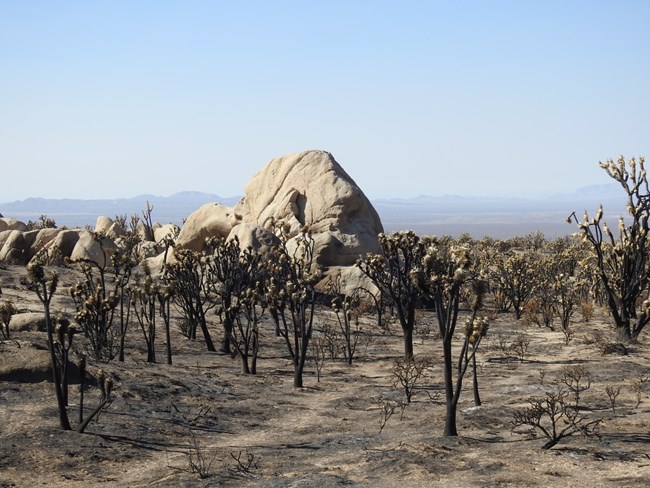 Landscape view of a burned Joshua tree woodland - showing many dead Joshua trees.