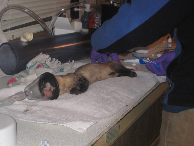 a sedated ferret is examined by a veterinarian on an exam table