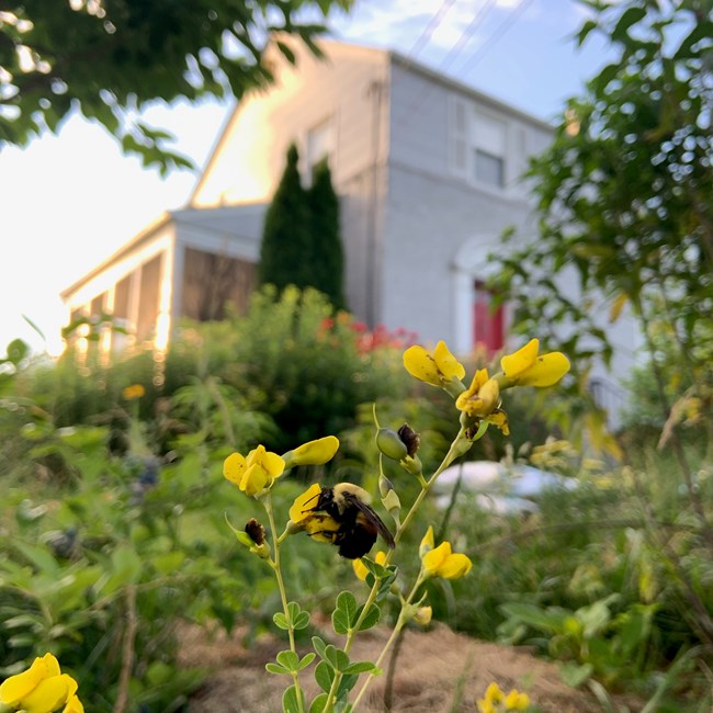 A yellow and black bumblebee (Bombus sp.) nectaring on yellow baptisia (Baptisia tinctoria) blossoms with other green plants and a gray house in the background