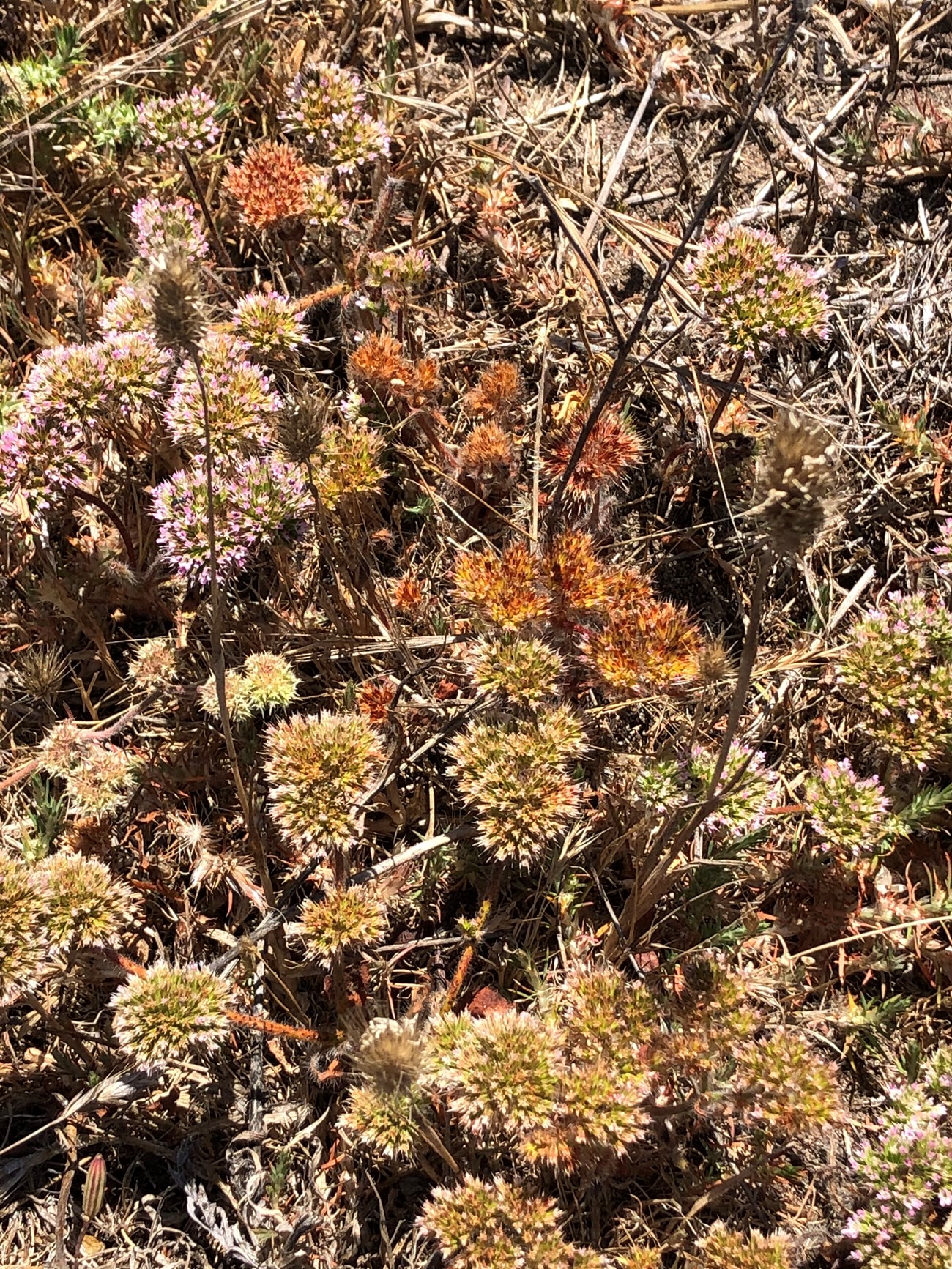 Sonoma spineflower Dozens of Sonoma spineflower flower heads, some old and dry, and others covered in tiny pink flowers.