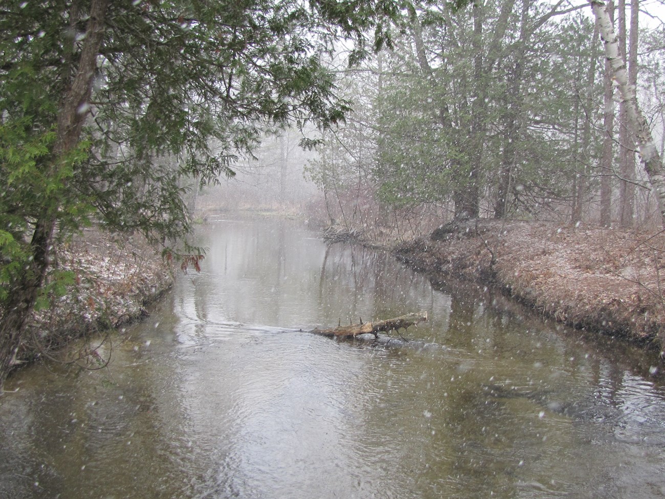 Snow falls on a river with hemlock trees on its banks.