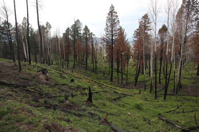 A recently burned area of mixed conifer forest