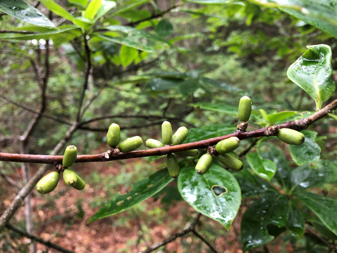 The fruit of horsesugar (Symplocos tinctoria)