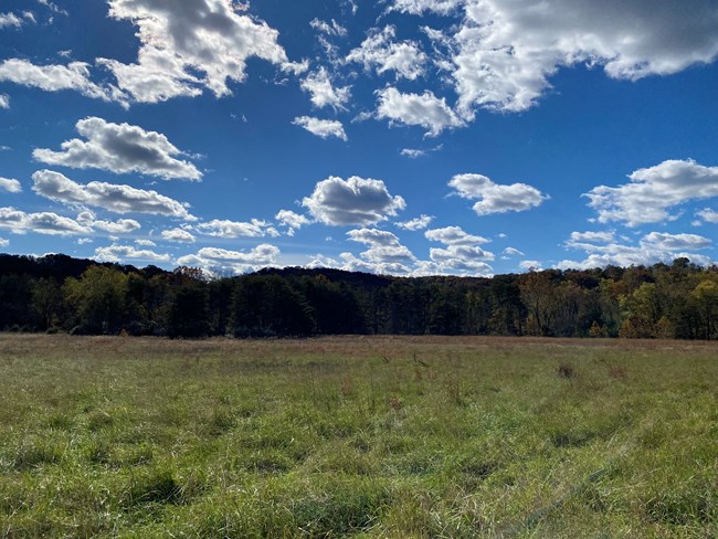 A grassland with distant treeline and cloud dotted blue sky above.