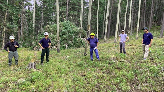 Group of people standing in forest in front of a pile of tree debris