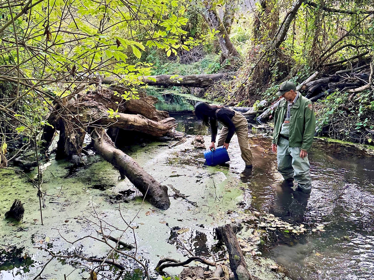 November juvenile coho release in Redwood Creek Two people standing calf-deep in Redwood Creek. One is gently lowering a blue bucket into the water, towards a tangle of woody debris.