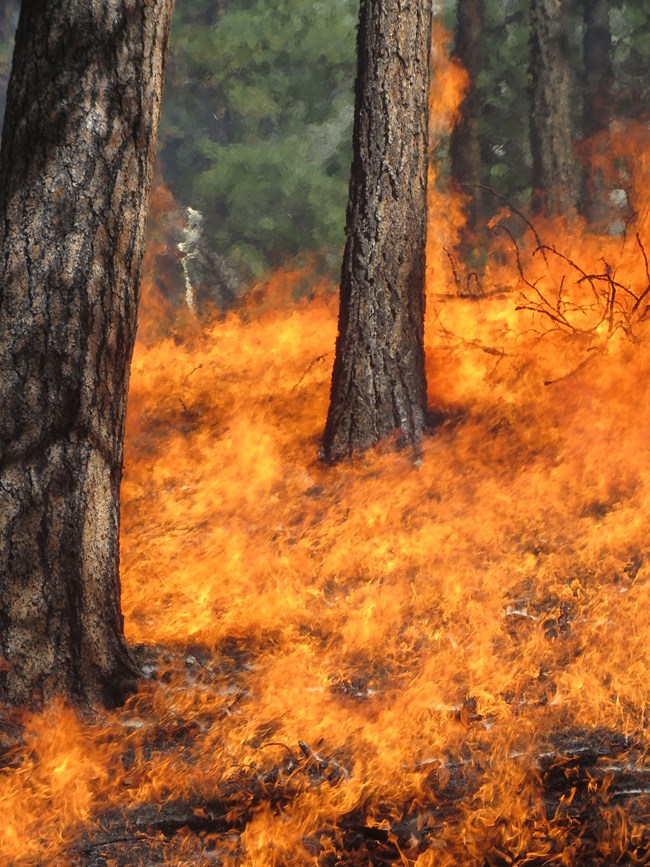 flames burn up around two ponderosa pine trunks
