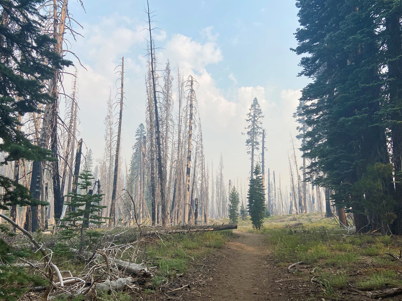 Trail lined with the skeletons of towering trees, and shrouded in a thick haze.