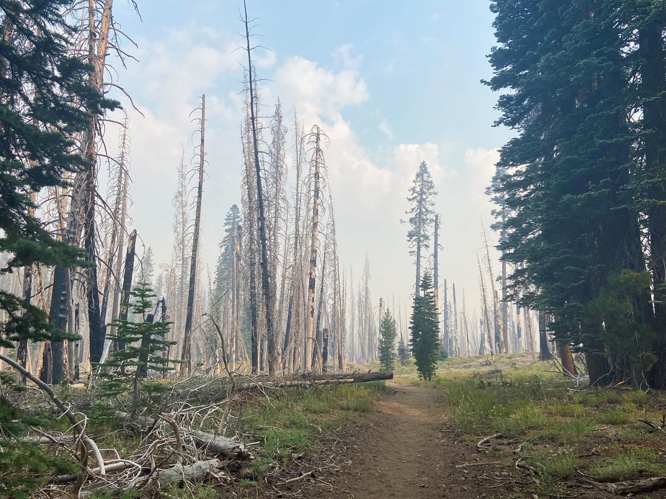 Dixie Fire smoke Trail lined with the skeletons of towering trees, and shrouded in a thick haze.