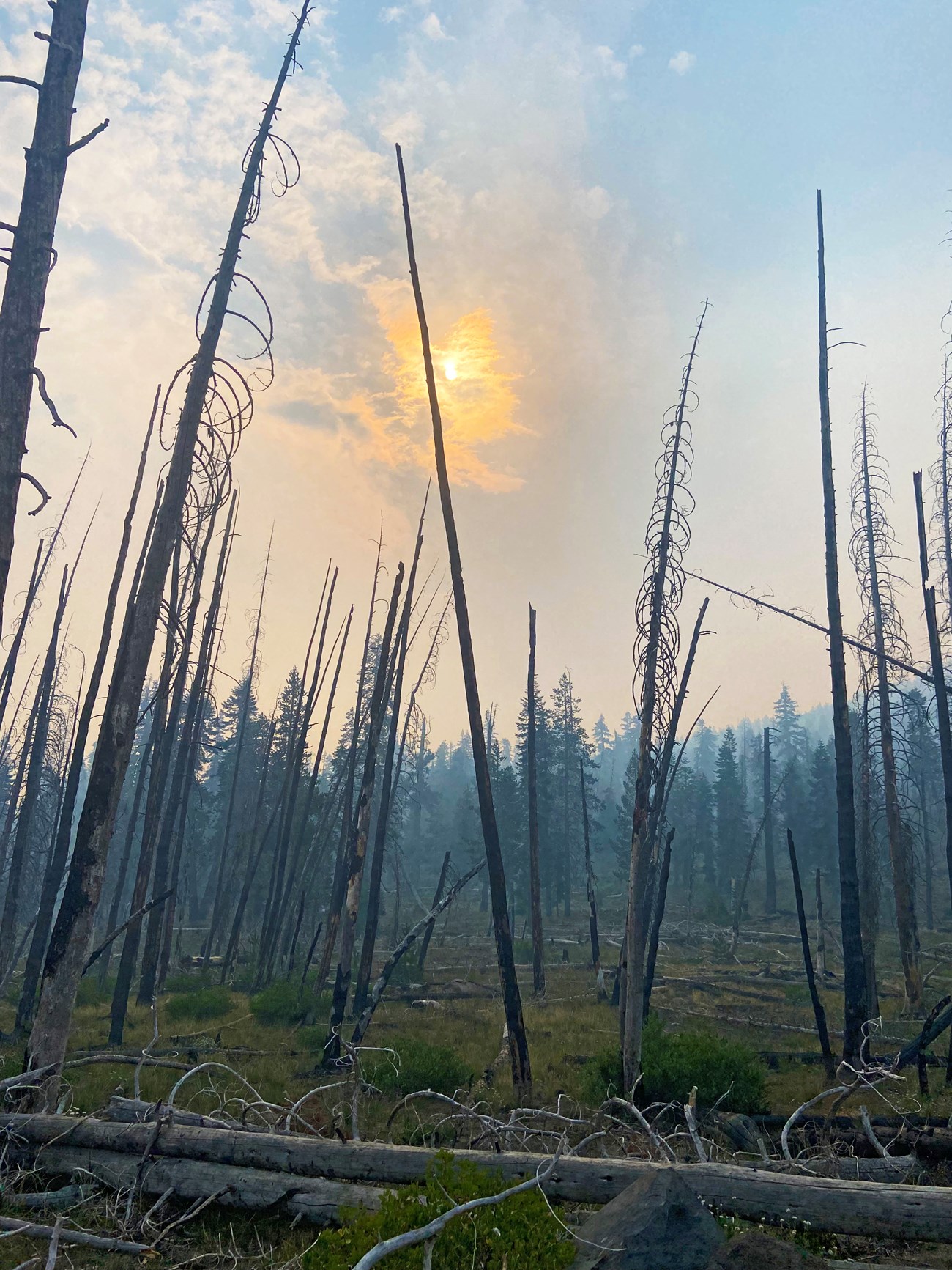 Mid-day at Lassen Volcanic The sun glows a dim yellow-orange through clouds, smoke, and the skeletons charred evergreen trees.