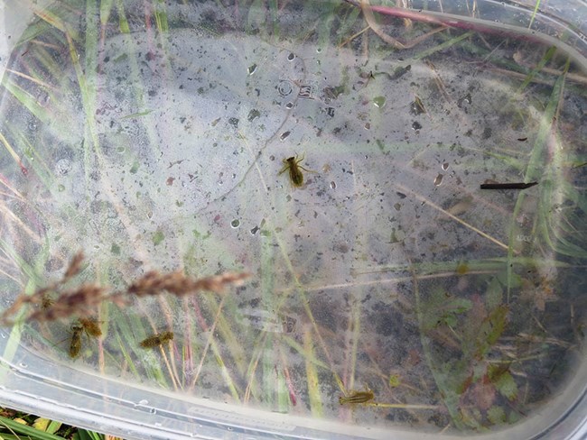 clear tray with insects