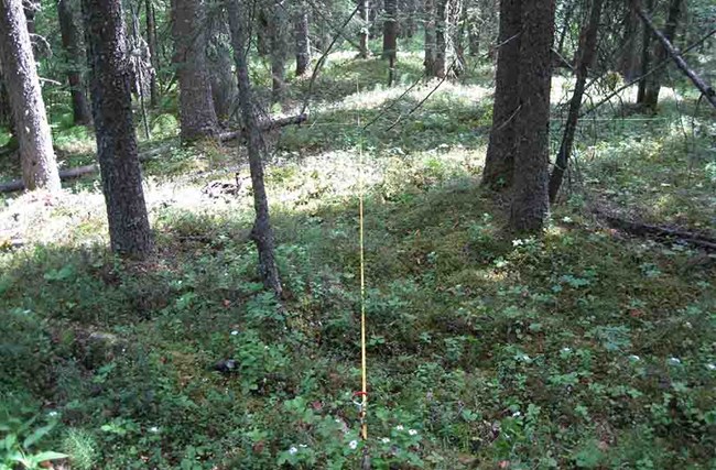 A monitoring transect in a spruce forest