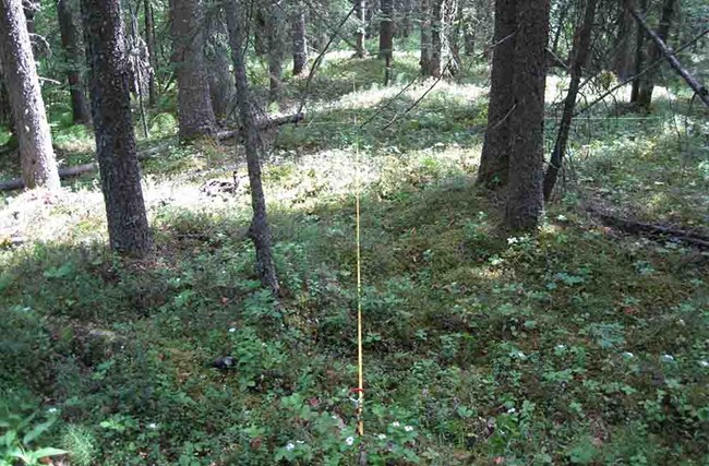 IMG_1609_web A monitoring transect in a spruce forest