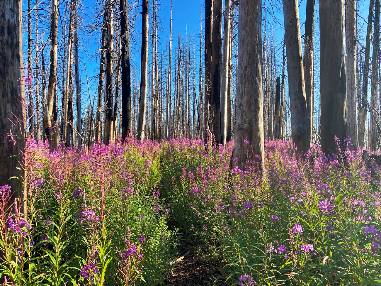 Fireweed in full bloom Bright pink flowers on lush green, chest-high stalks beneath a grove of charred tree trunks.