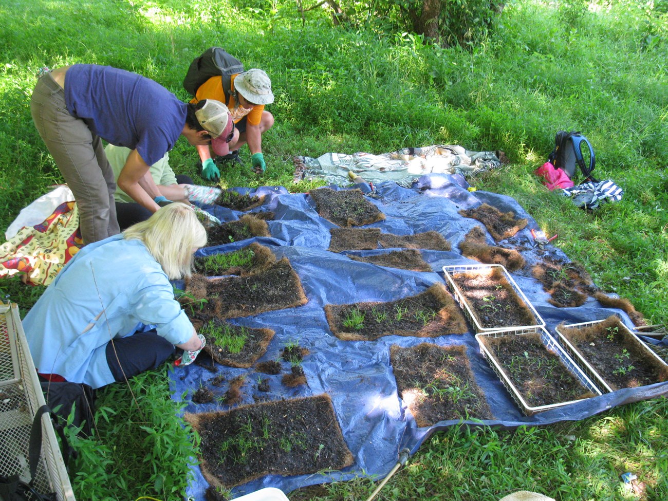 three people kneel by beds of plant starters on a blue tarp in a grassy meadow