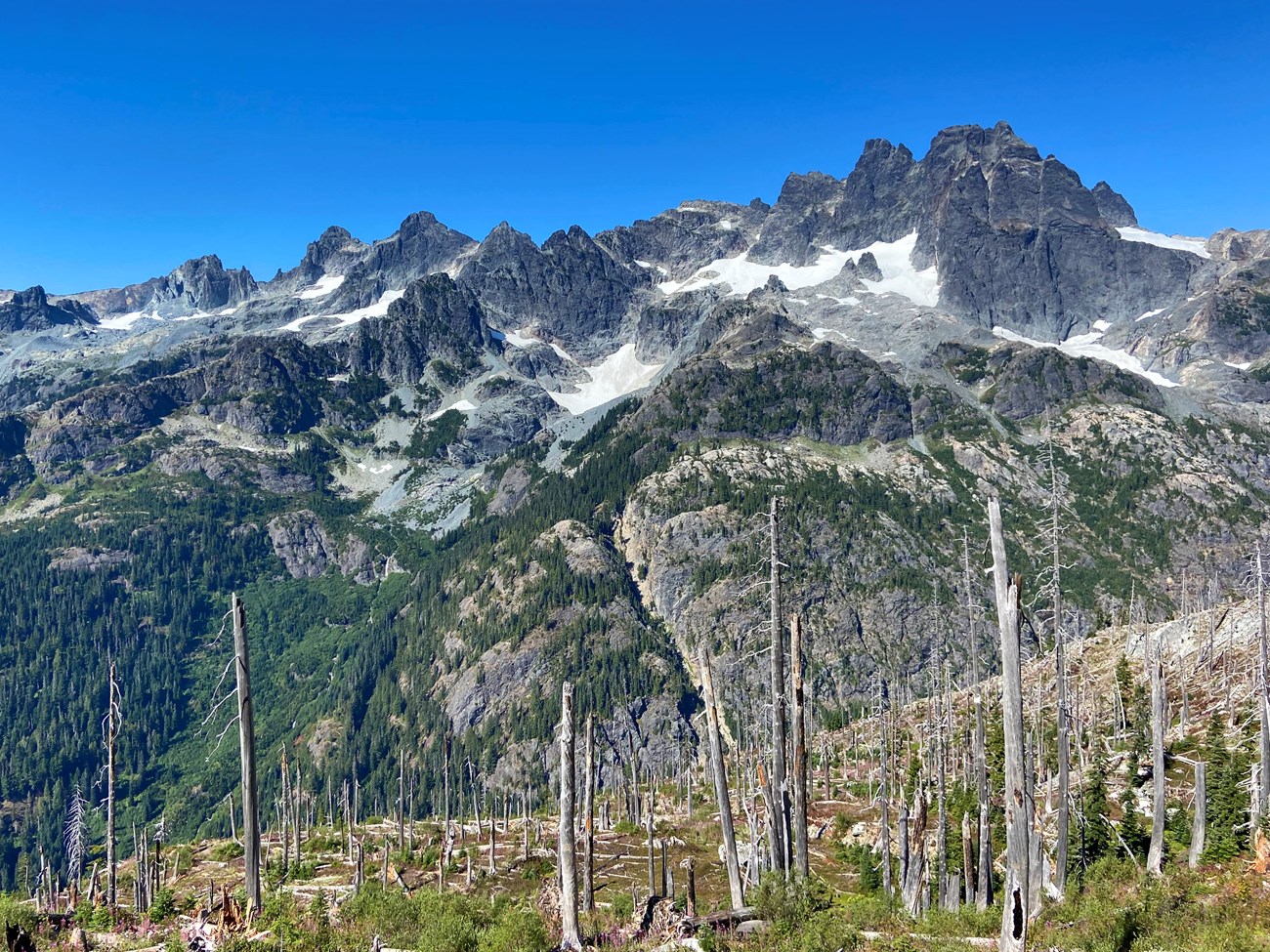 Glaciers in Washington Small, white glaciers nestled among rocky peaks, viewed from a burned forest with new growth among graying, decaying tree trunks.