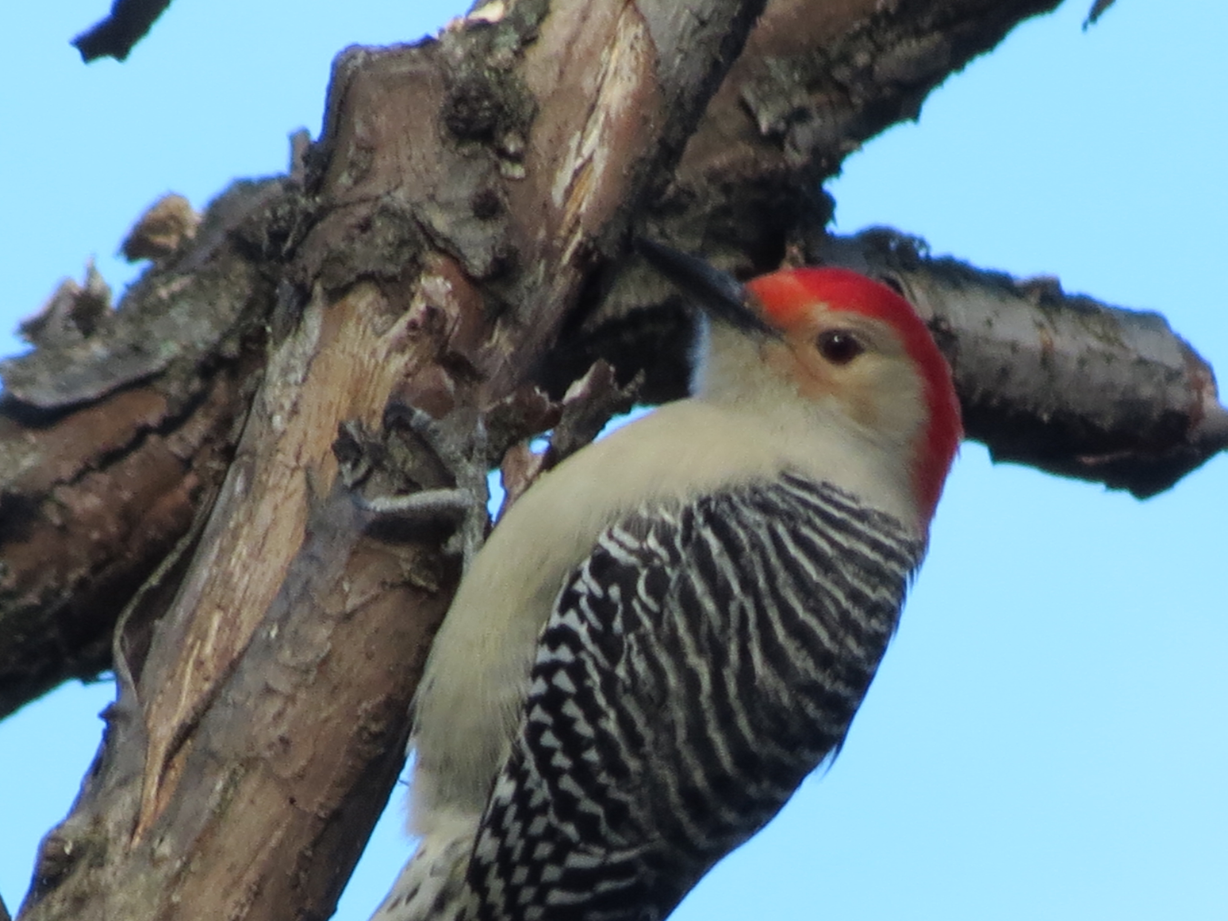 Woodpeckers in Washington, DC? (U.S. National Park Service)
