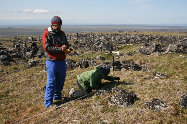 lt= ARCN scientists measure the cover of plants on the tundra in BELA using a laser pointer set at regular intervals along a tape measure. Buried magnets allow them to precisely re-locate the position of the plot for future measurements.