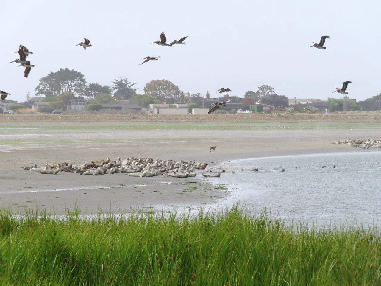 Coyote at Bolinas Lagoon harbor seal colony Coyote standing on a mudflat in between two harbor seal groups on the edge of the lagoon. The harbor seals all have their heads raised in alarm and some have retreated into the water. There are brown pelicans flying overhead and houses in the distance.