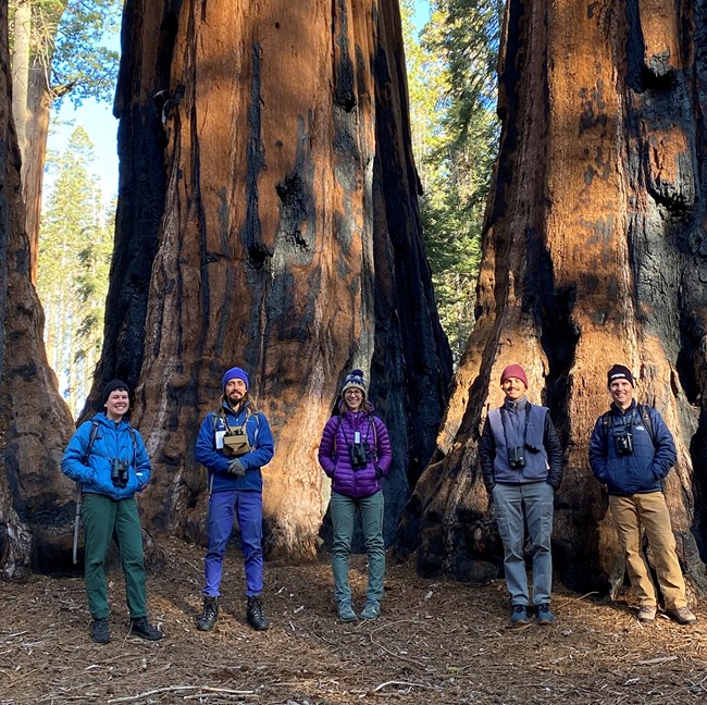 Five people wearing warm clothes and binoculars stand in front of two giant sequoias.
